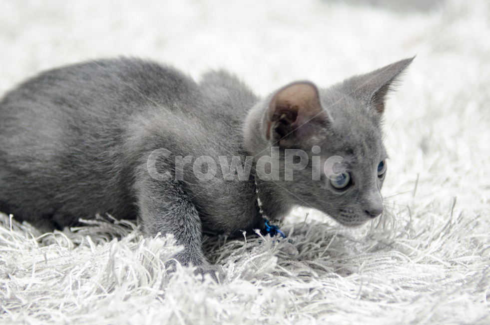 고양이,펫,러시안블루,야옹이,회색,애묘,동물,animal,포유류,mammal,고양이,cat,kitten,kitty