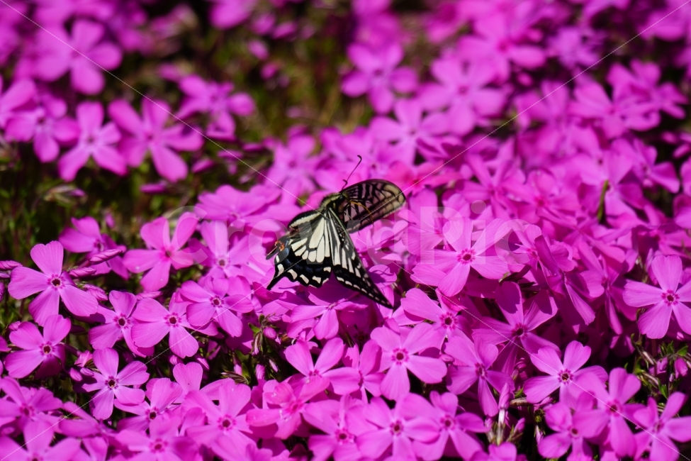 호랑나비,나비,곤충,벌레,동물,꽃,플라워,지면패랭이,자연,봄,spring,flower,nature,insect,butterfly,감성,감성사진,힐링,힐링사진,느낌,분위기,feel,feeling,순수한,순수하다,순수,밝은,밝다,화사한,화사하다,날개,날다,fly,flying,꽃사진,식물,자연,plants,nature,동물,animal,곤충,벌레,insect,bug,꽃,flower