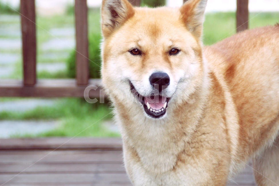 animal,동물,dog,mammal,포유류,pet,애완동물,smile,happy,스마일,행복,진돗개,동물,animal,포유류,mammal,개,강아지,dog,doggy