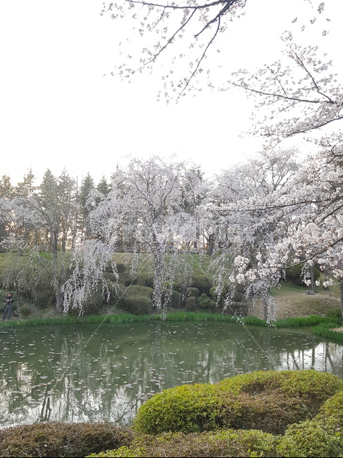 자연,풍경,nature,조화,초록,봄,꽃,호수,봄,계절,spring,season,자연,풍경,nature,landscape,plant,식물