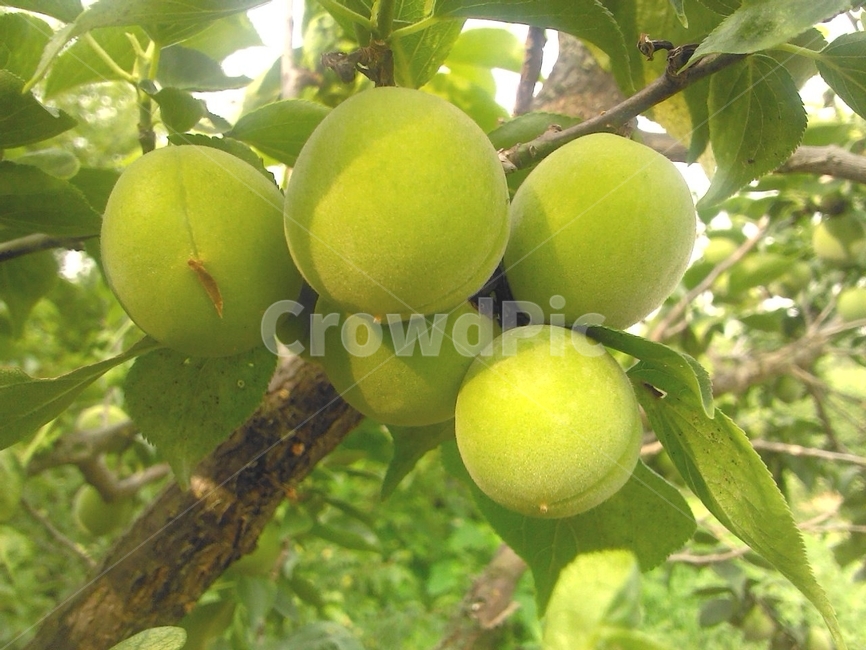 매실,청매실,초록색,열매,과일,green,매실나무,식물,과일,열매,fruit