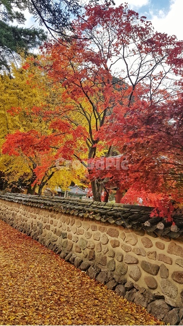 가을단풍,가을,단풍,나무,tree,풍경,가을풍경,자연,단풍나무,가을색