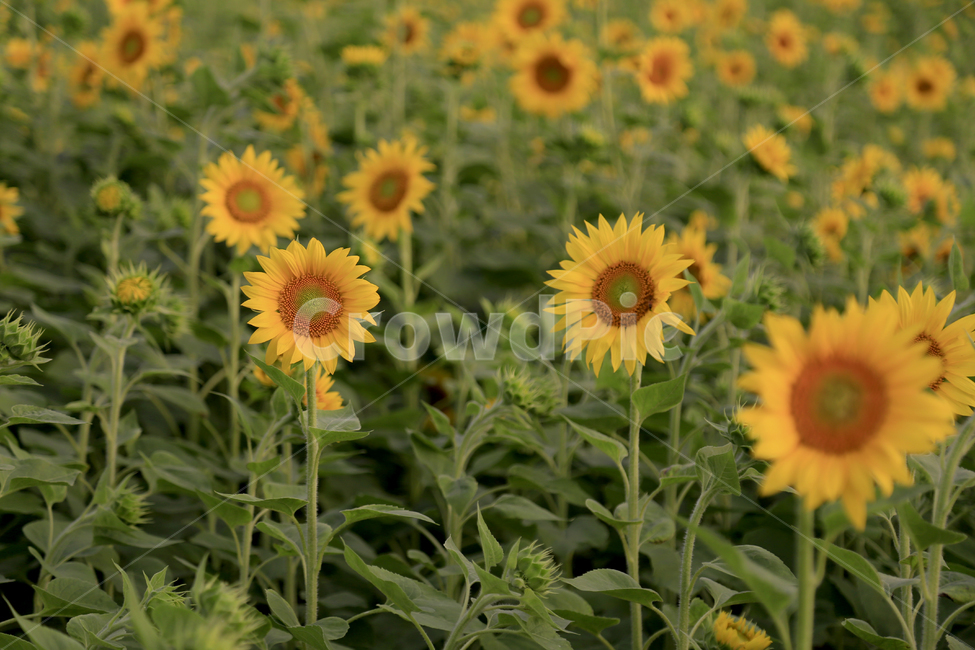 해바라기,꽃,노랑,식물,초록,식물,자연,plants,nature,꽃,flower