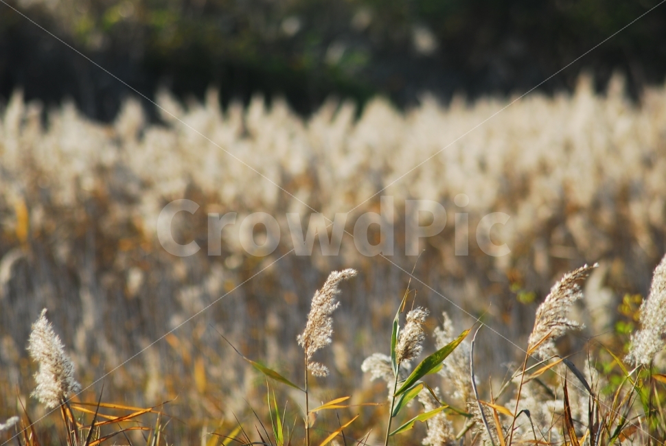 갈대,갈대밭,가을풍경,가을,가을색,Fallall,가을,계절,fall,autumn,season,식물,자연,plants,nature,감성,sensible,feeling,grass,잔디,plant,lawn