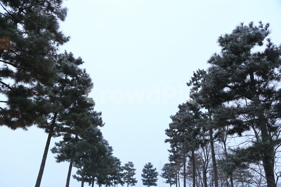 눈,자연,겨울,나무,소나무,새벽,아침,산책,길,여행,풍경,자연,풍경,nature,landscape,식물,plants,나무,trees,wood,tree,plant,fir,전나무