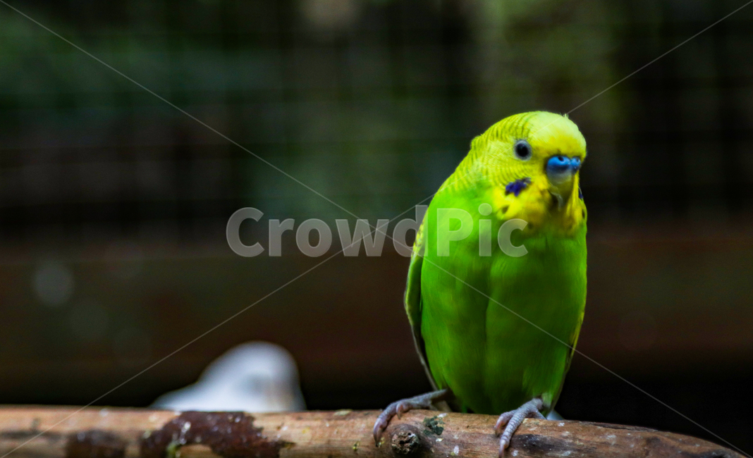 앵무새,사랑앵무,새,나무,야생,동물,animal,조류,새,birds