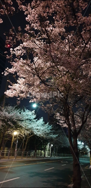 벚꽃,밤거리,산책,감성,봄,가로수,봄,계절,spring,season,야경,밤,풍경,nightscape,night,landscape,plant,식물,blossom,꽃,flower