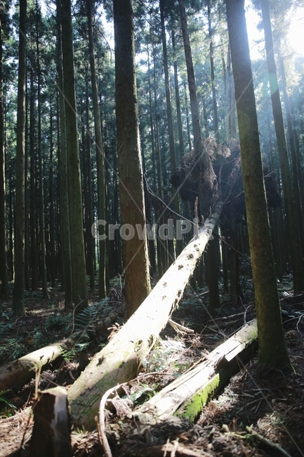 빛내림,제주도,사려니숲길,나무,쓰러진나무,풍경,자연,풍경,nature,landscape,식물,plants,나무,trees,wood,휴식,힐링,rest,relaxation,healing