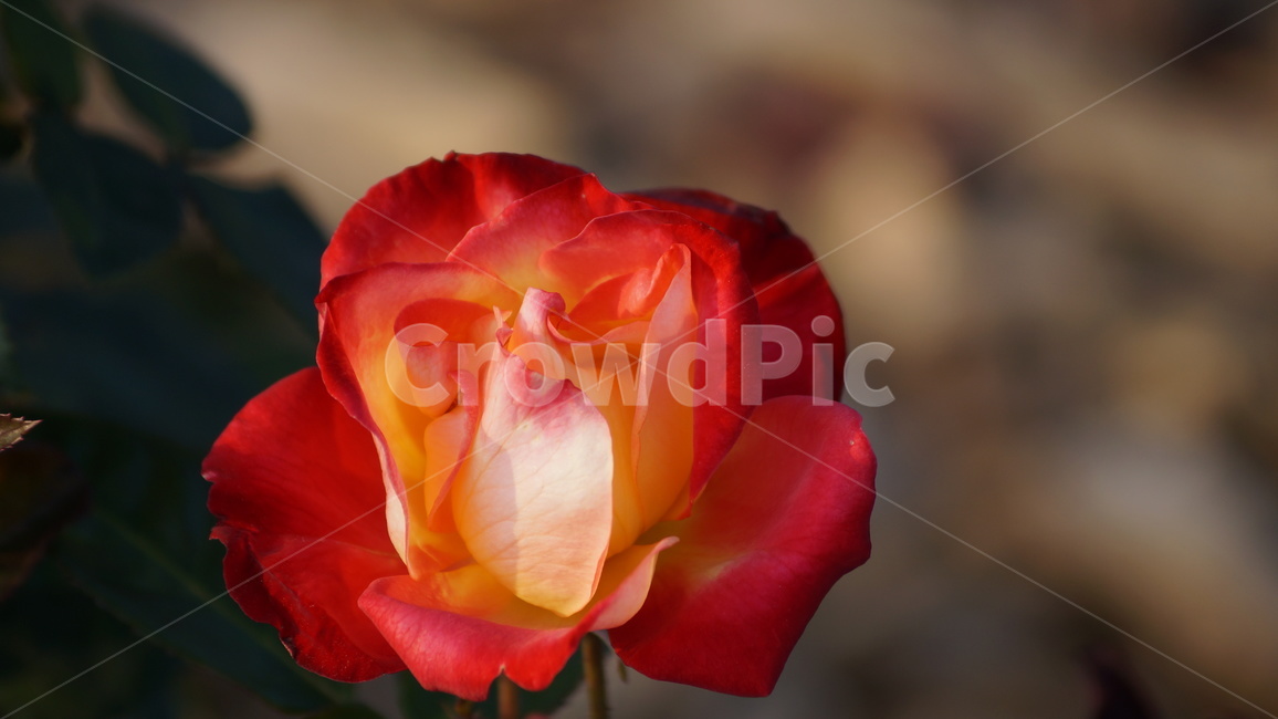 장미,꽃축제,꽃길,식물,축제,식물,자연,plants,nature,꽃,flower