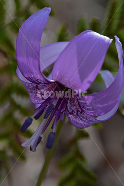 얼레지,dogtoothviolet,가재무릇,산우두,산자고,야생화,질투,식물,자연,plants,nature,꽃,flower