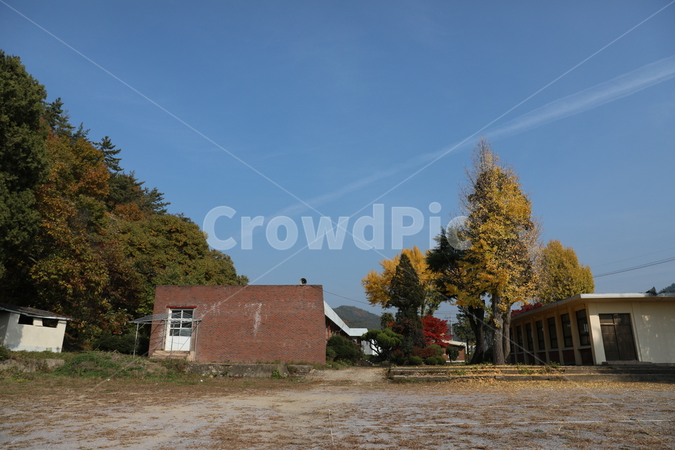 분교,교정,단풍,가을,풍경,가을,계절,fall,autumn,season,tree,나무,plant,식물,fir,전나무,outdoors,옥외,building,건물,rural,농촌,nature,자연