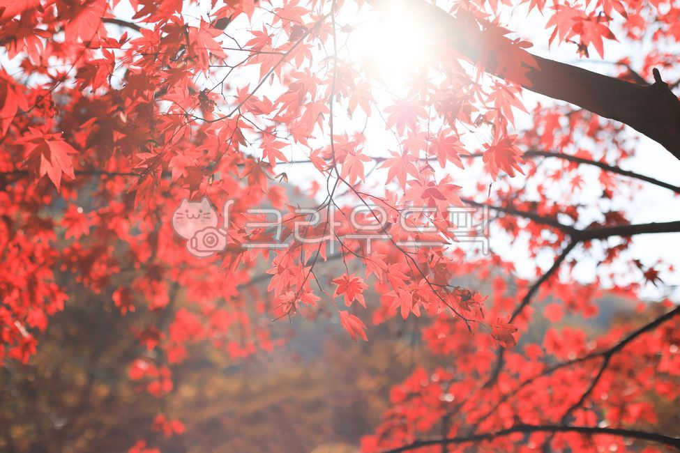 Maple leaf,play with autumn leaves,Maple tree,autumn,Maple