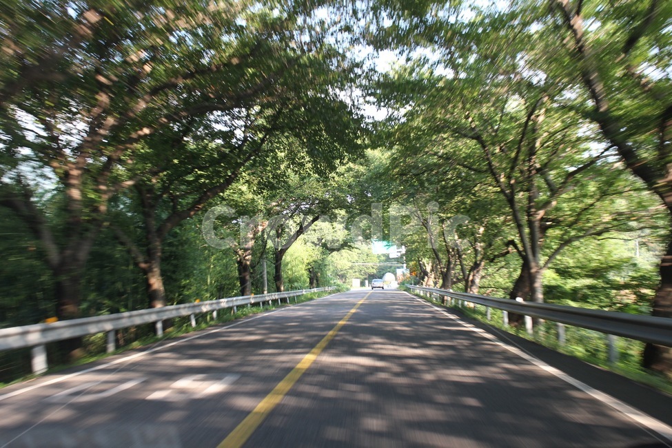 숲터널,도로,숲길,가드레일,중앙선,찻길,tree,나무,터널,tunnel,guardrail,line,교통,교통수단,traffic,transportation