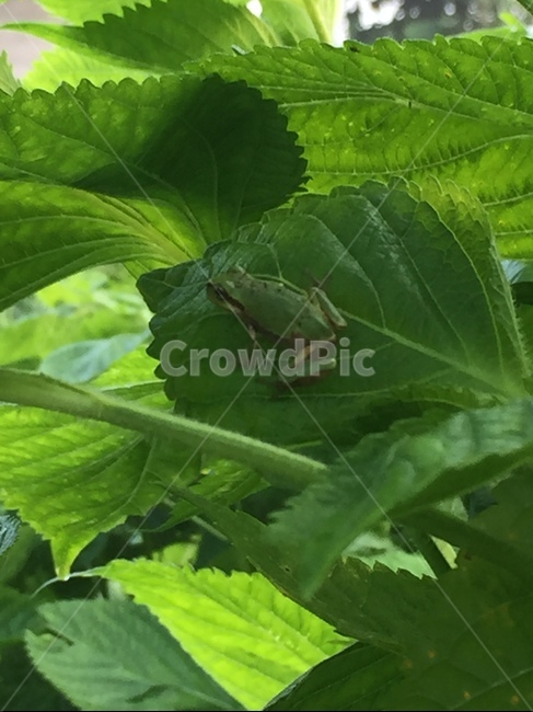 개구리,청개구리,시골,양서류,깻잎,동물,animal,파충류,양서류,reptile,amphibian