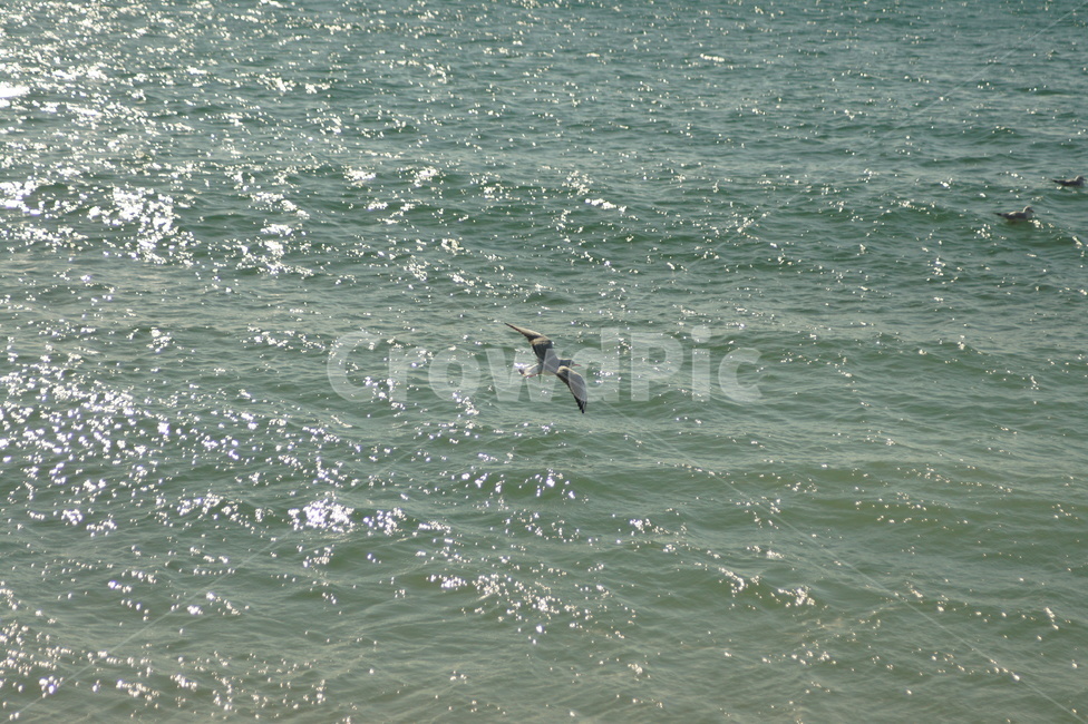 bird,새,바다,sea,nature,자연,풍경,nature,landscape,animal,동물,outdoors,옥외,water,물,ocean,대양