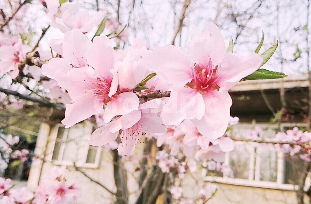 복숭아꽃,꽃,나무,풍경,복숭아,식물,자연,plants,nature,꽃,flower