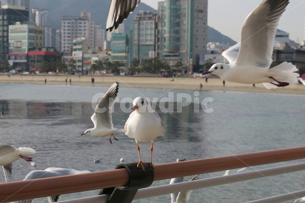부산,갈매기,바다,새,자연