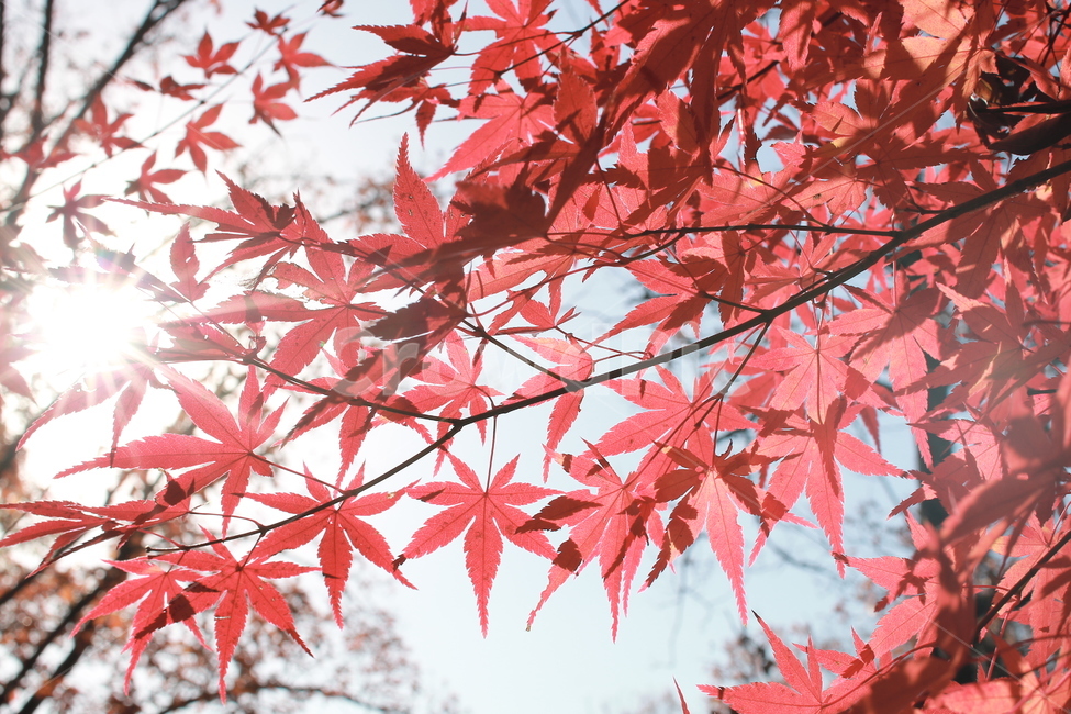 가을,빛붉은색,단풍,단풍잎,가을볕,가을,계절,fall,autumn,season,식물,자연,plants,nature,plant,leaf,잎,tree,나무,maple