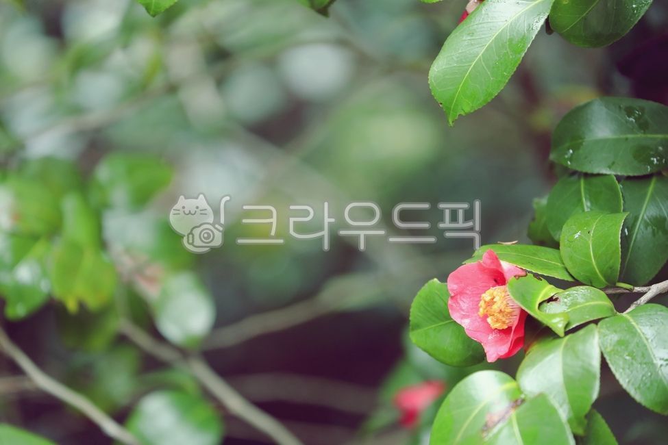 동백,꽃,동백꽃,봄,봄비,붉은색,빨간색,레드,red,꽃술,오란색,ground,지면,leaf,잎,식물,flower,blossom,plant,나뭇잎,나무,식물,자연,plants,nature