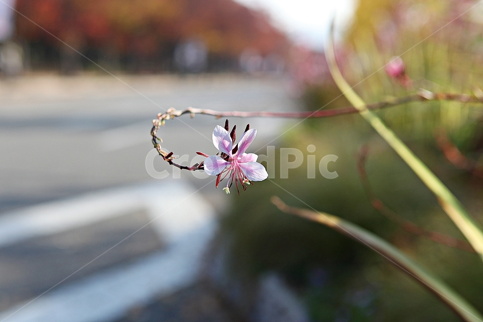 가우라,꽃,꽃잎,잎,줄기,식물,공원,자연,가을,가을,계절,fall,autumn,season,식물,자연,plants,nature,꽃,flower,plant,blossom