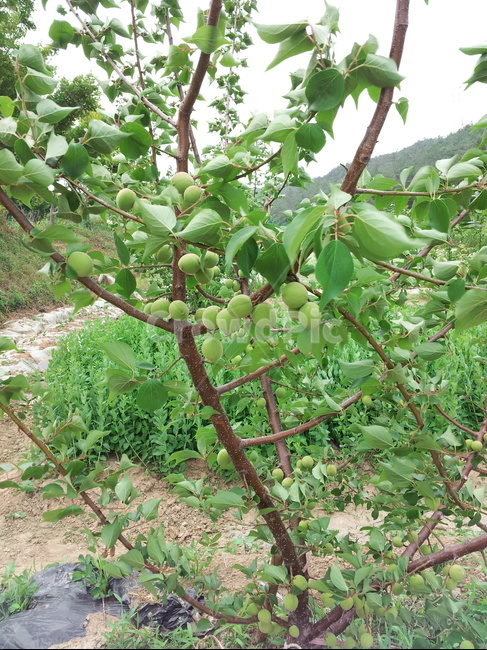 매실,자연,녹색,식물,음식