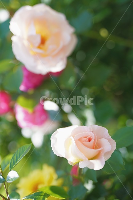 장미,꽃,분홍꽃,rose,flowe,r붉은,빨간색,아웃포커스,감성,보케,자연,색감,식물,자연,plants,nature,꽃,flower