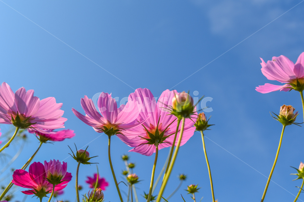 꽃잎,꽃,plant,식물,flower,코스모스,cosmos,식물,자연,plants,nature,꽃,flower
