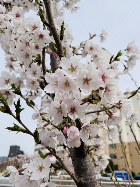 벚꽃나무,봄풍경,벚꽃풍경,spring,flower,원성천,천안