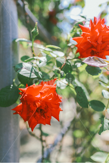 장미,꽃,여름,자연,감성사진,빨간색,rose,flower,식물,자연,plants,nature,꽃,flower