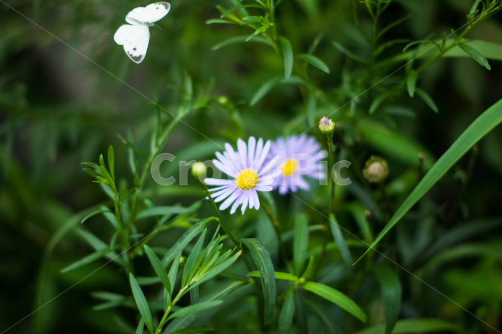 개망초,계란꽃,꽃,식물,자연,야생화,들꽃,plant,blossom,flower,flowers,nature,나비,butterfly,식물,자연,plants,nature,꽃,flower