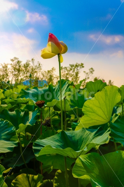 연,연꽃,연잎,자연,식물,꽃,녹색,물,여름,아름다움,nature,pink,lotus,plant,flower,green,petal,water,summer,bloom,blossom,aquatic,beautiful,beauty,blooming,zen,flora,oriental,lotusleaf,waterlily,leaf,single,spring,floral,lotusflower,natural,식물,자연,plants,nature,꽃,flower