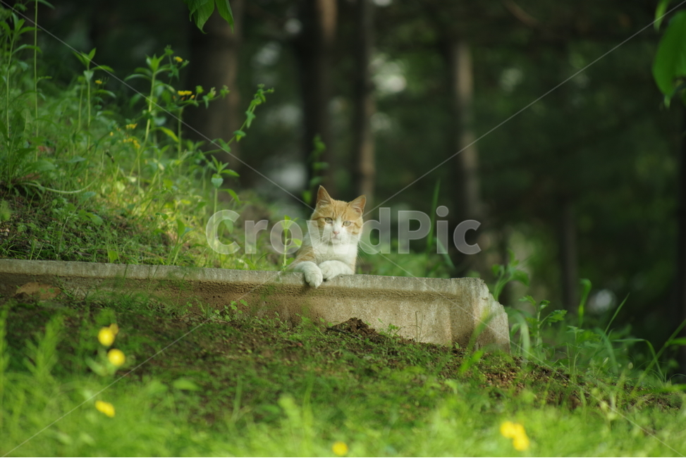 photo,Korean Shorthair,stray cat,cat,stripe,nose short,animal,Street,background photo,tabby,photography,snap