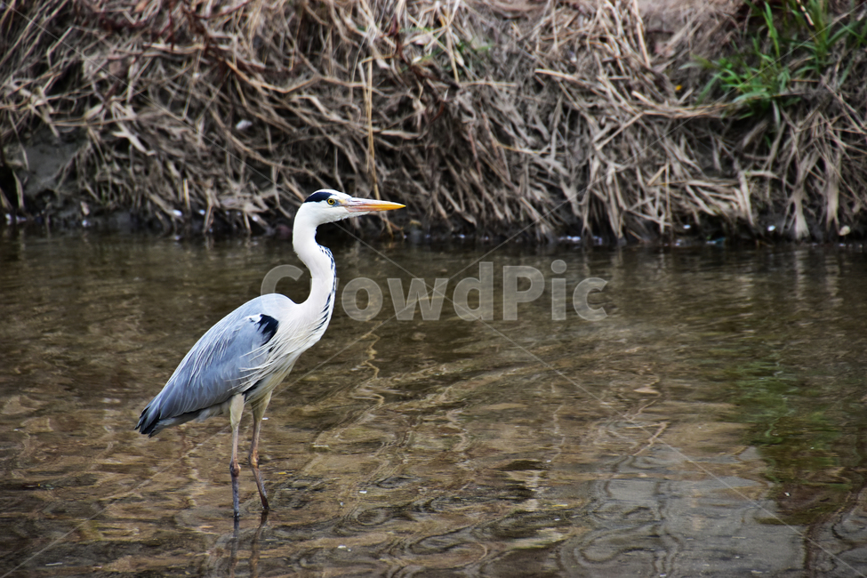 배경,아름다운,자연,새,두루미,물,강,background,beautiful,nature,bird,crane,water,river,동물,animal,조류,새,birds
