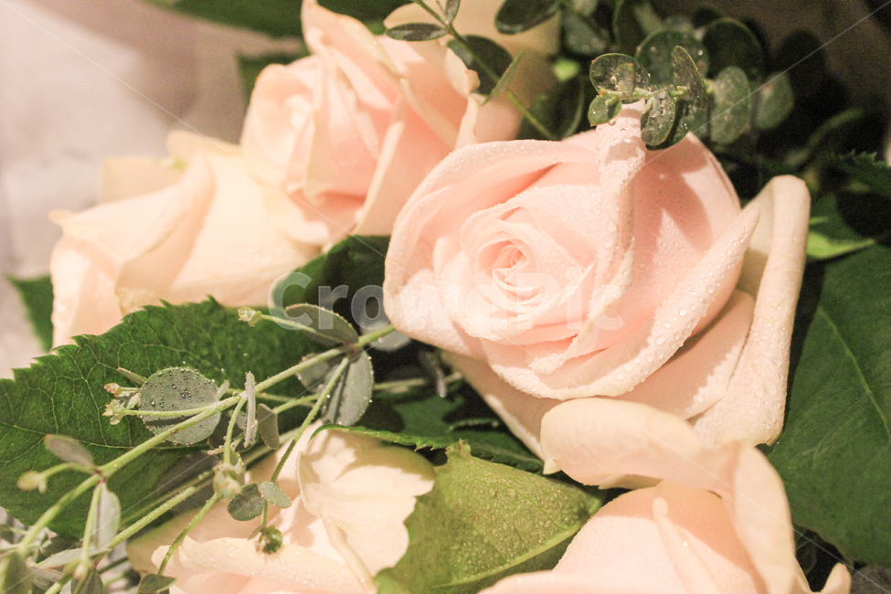 flower,꽃,rose,장미,유칼립투스,plant,식물,blossom,꽃다발,분홍장미,식물,자연,plants,nature,꽃,flower