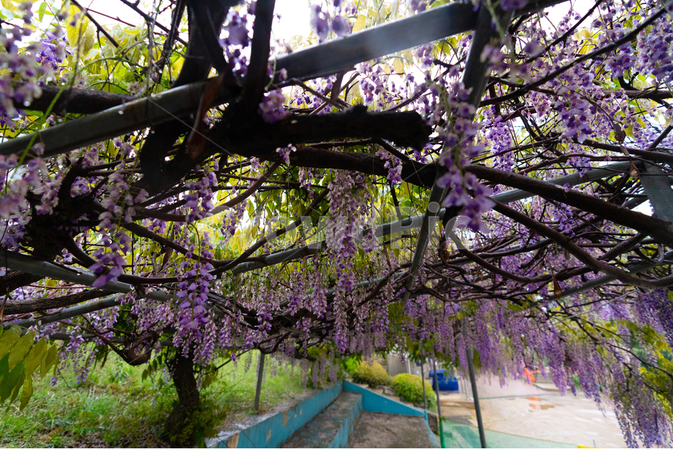 등나무꽃,보라색,풀,자연,등꽃,flower,계단,운동장,나무,식물,자연,plants,nature,꽃,flower