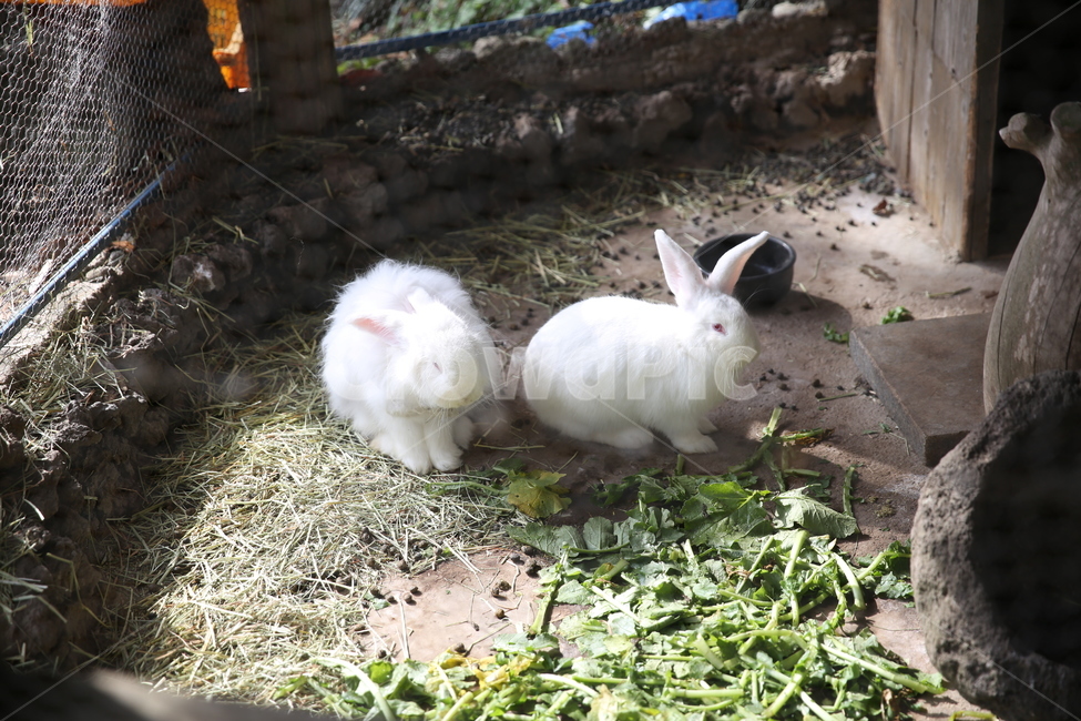 토끼,동물,흰토끼,animal,rabbit