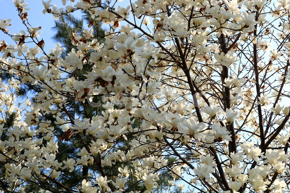 목련,꽃,목련꽃,나무,식물,흰꽃,봄,자연,식물,자연,plants,nature,꽃,flower