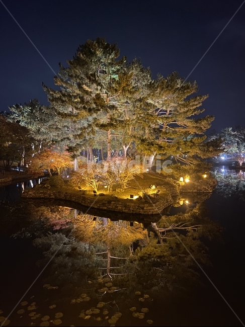 동궁과월지,자연,식물,plant,tree,나무