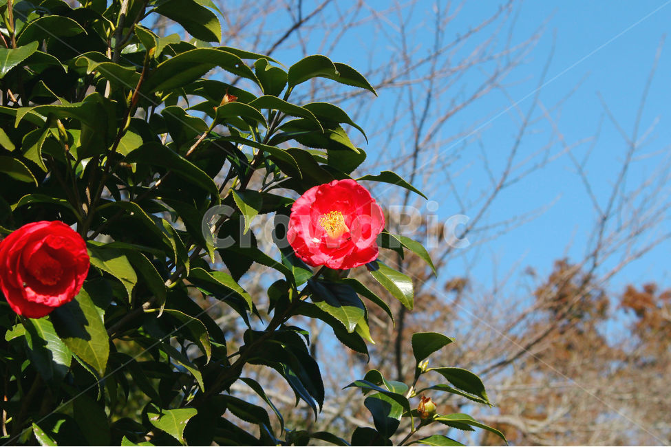 동백,동백꽃,꽃,감성사진,겨울,봄,하늘,자연,flower,sky,식물,자연,plants,nature,꽃,flower