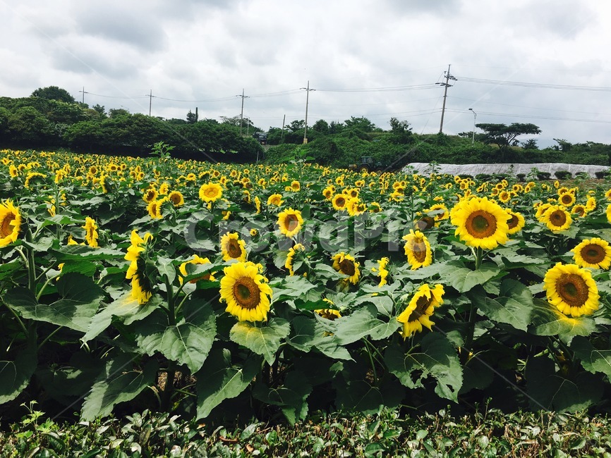 해바라기,여름꽃,꽃,초록,해바라기농원,식물,자연,plants,nature,꽃,flower