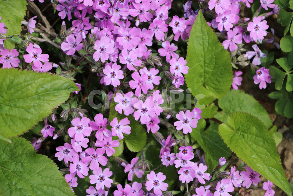 꽃,분홍꽃,분홍색,flower,아기자기함,이쁨,귀여움,화사함,자연,nature,식물,자연,plants,nature,꽃,flower