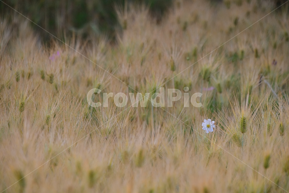 보리,보리밭,코스모스,가을,여름꽃,꽃,가을,계절,fall,autumn,season,식물,자연,plants,nature,꽃,flower,grass,잔디,plant