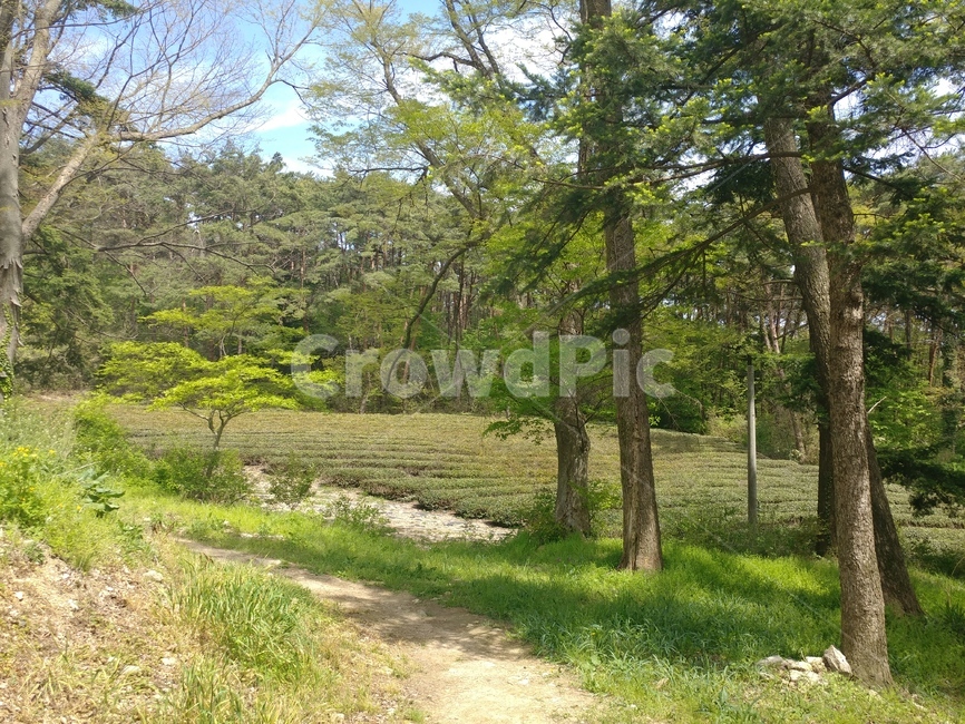 시골,산책로,시골풍경,자연,나무,자연,풍경,nature,landscape,tree,plant,식물,tree trunk,나무 줄기