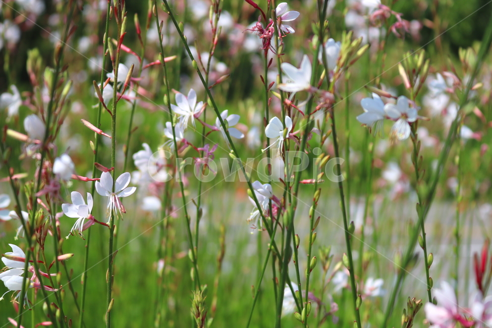 가우라,꽃,가우라꽃,식물,비늘꽃과,자연,풍경,백접초,식물,자연,plants,nature,꽃,flower
