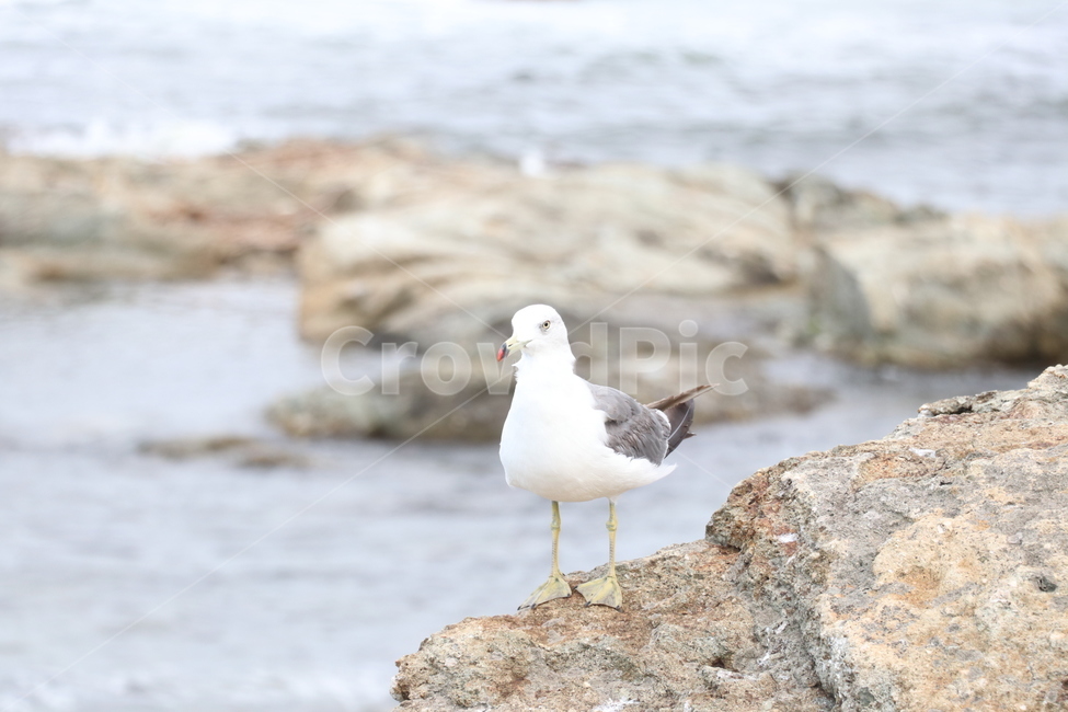갈매기,바다새,새,해고양이,laruscanus,동물,animal,조류,새,birds