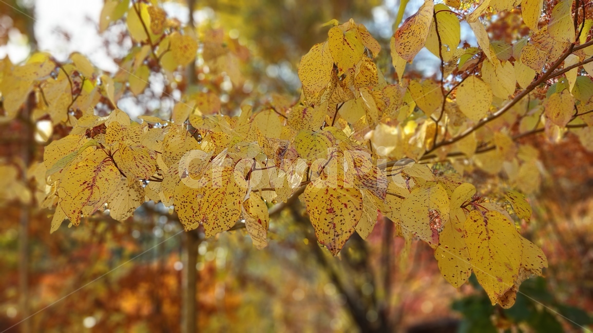 가을,단풍,나무,tree,잎,leaf,노랑,가을,계절,fall,autumn,season,plant,식물