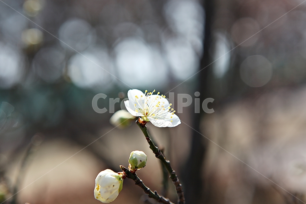 매화,꽃,봄꽃,봄,식물,자연,봄,계절,spring,season