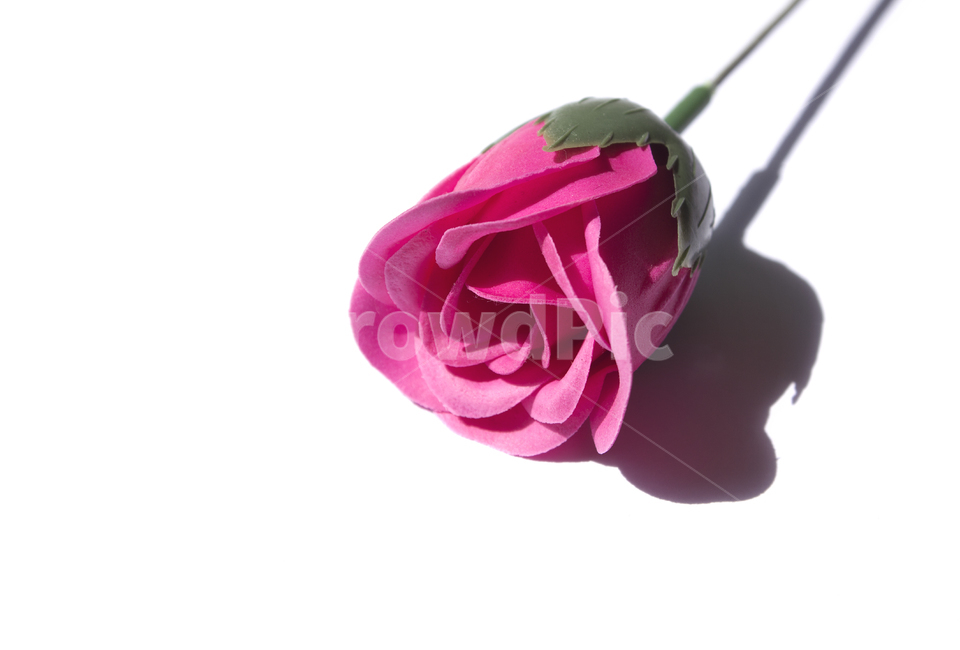 장미,로즈,꽃,플라워,조화,비누,비누꽃,줄기,흰배경,클로즈업,사물,자연,식물,자주색,분홍,핑크,한송이,식물,자연,plants,nature,꽃,flower
