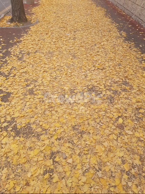 은행잎,낙엽,가을,은행나무길,늦가을