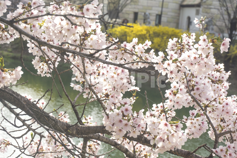 벚꽃,봄,봄꽃,핑크,자연,벚나무,계절,식물,석촌호수,호수,봄,계절,spring,season,plant,flower,꽃,blossom